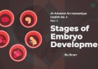 Hadith No. 4 : Stages of Embryo Development