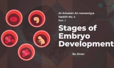 Hadith No. 4 : Stages of Embryo Development