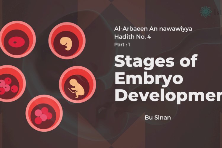 Hadith No. 4 : Stages of Embryo Development