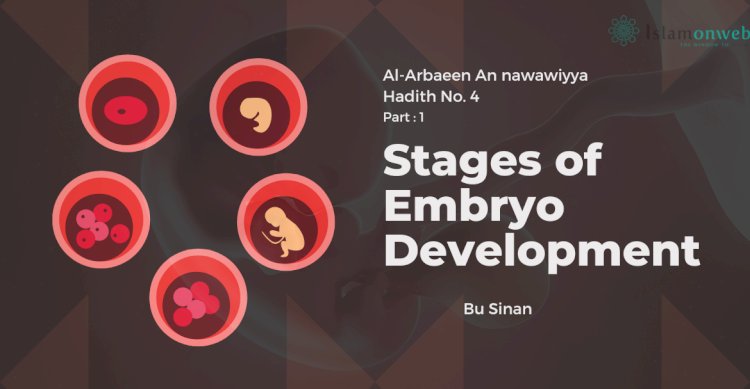 Hadith No. 4 : Stages of Embryo Development