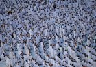 Hajj Pilgrim Arrivals Cross Last Year’s Numbers Despite Middle East Conflict